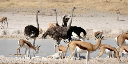 Ostrich: Bird or Animal? – Lilian's English Place