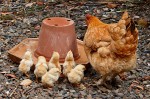 mother-hen-374128_640