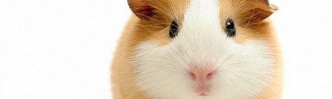 How would you like to be my guinea pig?