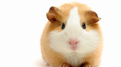 How would you like to be my guinea pig?