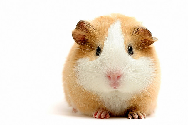 English guinea sales pig